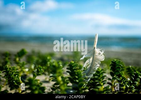 A white seagull or other bird feather stuck in small green plants on the white sand beach by the sea Stock Photo