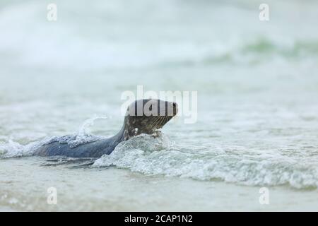 Grey Seal, Halichoerus grypus, portrait in the water, animal swimming in the ocean waves, Germany Stock Photo