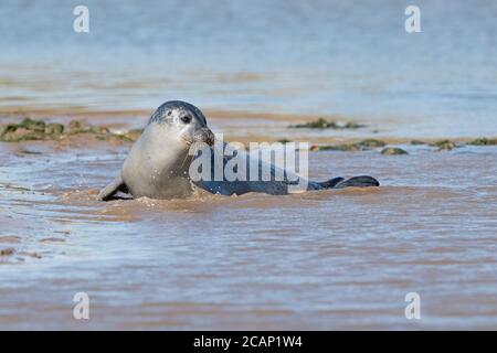 Playful Harbour Seal (Phoca vitulina) on the Norfolk coast Stock Photo