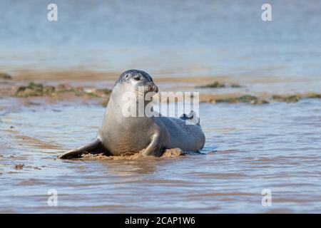 Playful Harbour Seal (Phoca vitulina) on the Norfolk coast Stock Photo