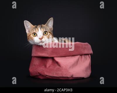 Pretty American Shorthair cat kitten with amazing pattern, laying in pink velvet basket with head over edge. Looking towards camera with yellow eyes. Stock Photo