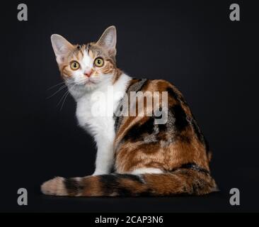 Pretty American Shorthair cat kitten with amazing pattern, sitting backwards. Looking over shoulder straight at camera with yellow eyes. Isolated on b Stock Photo