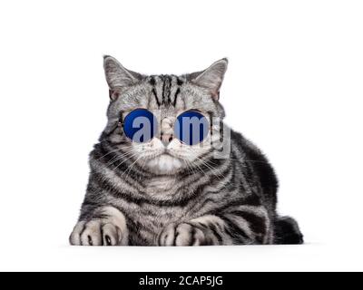 Handsome British Shorthair cat, laying down facing front. Wearing glasses with blue glass. isolated on white background. Stock Photo
