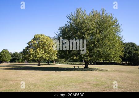 wide open space in parkland at nonsuch park surrey Stock Photo