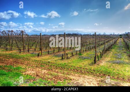 vineyard just planted under a cloudy sky. Shot in Sardinia, Italy Stock Photo