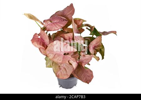 Pink tropical houseplant called 'Syngonium Podophyllum Neon Robusta' houseplant with pink and green arrow shaped leaves isolated on white background Stock Photo