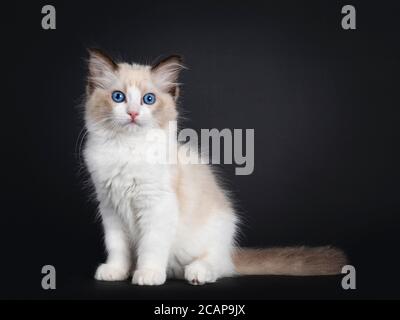 Impressive seal bicolor Ragdoll cat kitten, sitting side ways. Looking at camera with mesmerising blue eyes. isolated on black background. Stock Photo