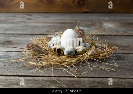 .Quail eggs in a nest made of straw on a wooden background Stock Photo