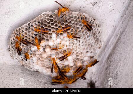 Paper Wasp building nest and feeding larvae
