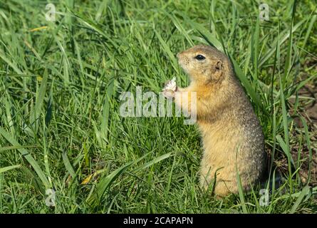 hungry gopher eats food in a clearing on a summer day. Stock Photo