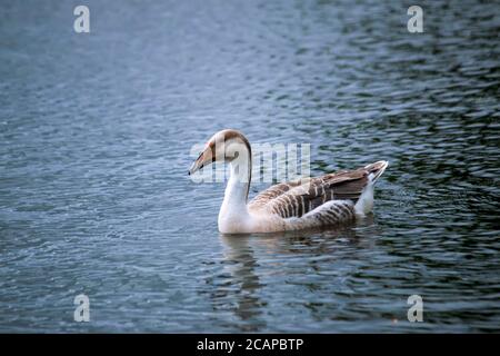 Couple of duck and drake are swimming in the lake Stock Photo