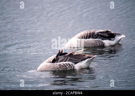 Couple of duck and drake are swimming in the lake Stock Photo