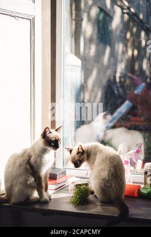 Two Lovely Siamese cats enjoy sun while sitting near the window in the house. Identical cats Stock Photo