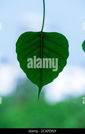 Banyan Tree young leaf isolated in white background. Stock Photo