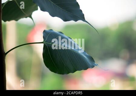 Banyan Tree young leaf isolated in white background. Stock Photo