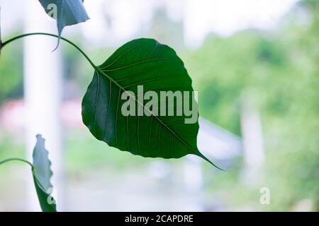 Banyan Tree young leaf isolated in white background. Stock Photo
