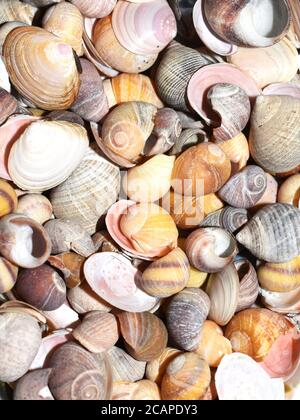 Close-up on collection of different colorful seashells Stock Photo