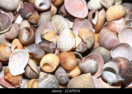 Close-up on collection of different colorful seashells Stock Photo