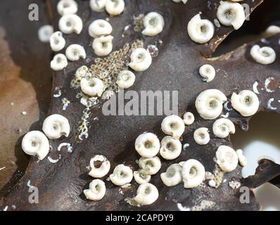 Spirorbis worm white coiled spiral shells on seaweed plant Stock Photo