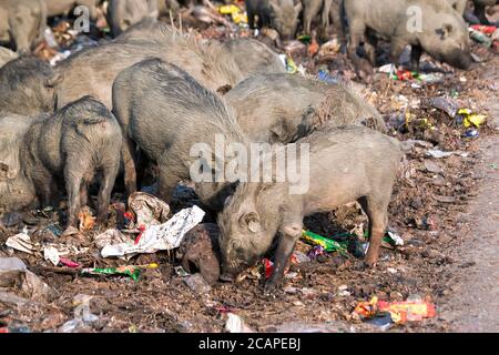 The muddy pigs is in a dirty place Stock Photo
