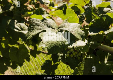 large grape vine leaf in the early morning light Stock Photo