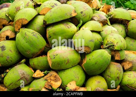 Young fresh coconut cuts in half Stock Photo
