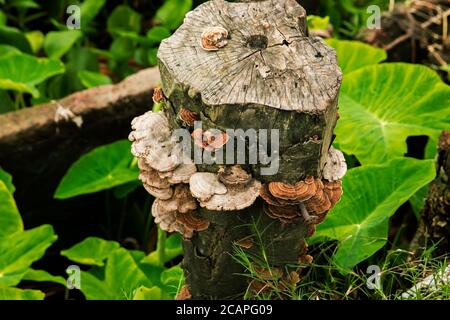 Decayed, weather damaged piece of tree trunk on riverside Stock Photo