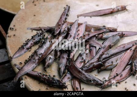 rotten catfish or fossil cat, Heteropneustes fossilis in fish market for sale Stock Photo