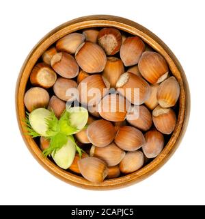 Ripe and unripe unshelled hazelnuts in wooden bowl. Seeds of Corylus avellana, species native in Europe. Edible raw fruits in their shells. Stock Photo