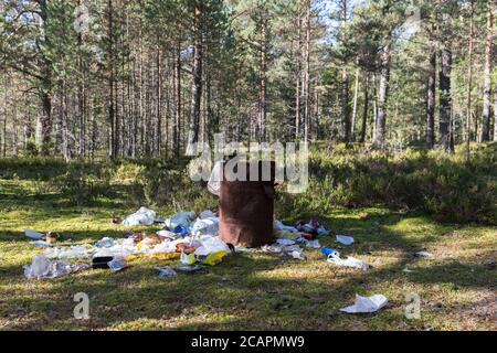 Environment pollution, rubbish concept. Garbage dump in the forest, rusty metal barrel with garbage, different garbage on the ground in the pine fores