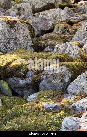 Large stones covered with moss at sunny day. Natural moss on stones in pine forest Stock Photo