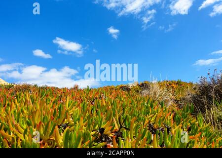 Invasive succulent plant Carpobrotus edulis (also known as Hottentot fig, pigface or sour fig) growing on a hill at the beach of Ohlhos de Agua. Stock Photo