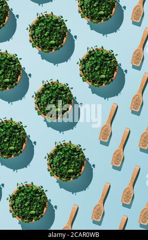 Pattern made of wooden bowls with fresh organic radish microgreens and spoons with seeds on blue Stock Photo