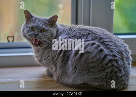 British shorthair hot sale meowing