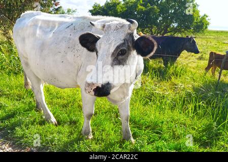 white cow walking in green field with other cows. Stock Photo