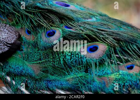 Detail of the bright and colorful feathers of a male peacock Stock Photo
