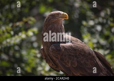 Close up portrait of a white tailed eagle profile view under sunlight Stock Photo