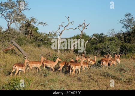 A herd of impala antelopes (Aepyceros melampus), Mkuze game reserve, South Africa Stock Photo