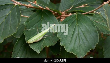 Female European Mantis (Mantis religiosa) close up, Podlasie Region, Poland, Europe Stock Photo