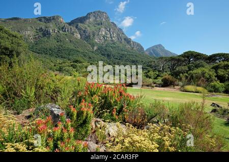 View of the Kirstenbosch botanical gardens against the backdrop of Table mountain, Cape Town, South Africa Stock Photo