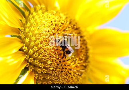 Bumblebee on a sunflower in the UK on a hot summer day Stock Photo