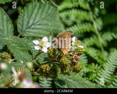 Meadow brown butterfly, Maniola jurtina, settled on a wild bramble Stock Photo
