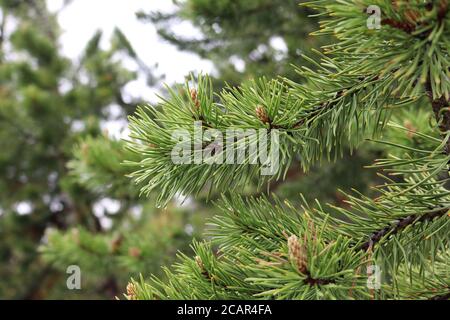 Morning Dew on Pine Needles by Joe C Stock Photo