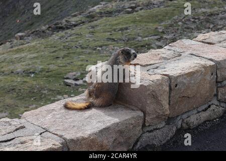 Yellow-Bellied Marmot Posing by Joe C Stock Photo