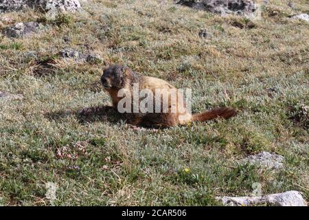 Yellow-Bellied Marmot Posing by Joe C Stock Photo