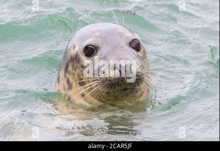 Close up of wild, female Atlantic grey seal face (Halichoerus grypus) surfacing in the sea off Pembrokeshire coast. UK seals. Stock Photo