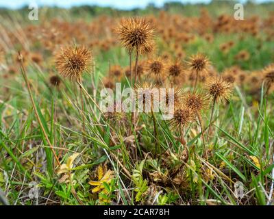 Piri piri burr - Acaena novae-zelandiae growing on Suffolk heathland Stock Photo