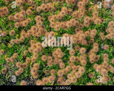 Piri piri burr - Acaena novae-zelandiae growing on Suffolk heathland Stock Photo