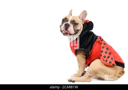 Adorable French Bulldog wearing funny Ladybug costume sitting isolated on white background, Pet and animal concept Stock Photo