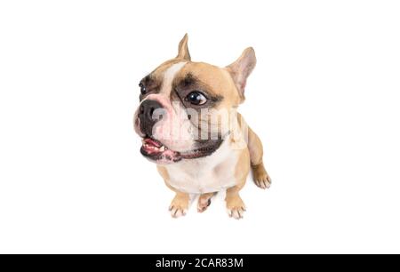 Cute French Bulldog sitting isolated on white background. Pet and animal concept Stock Photo